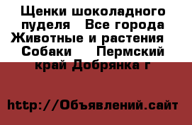 Щенки шоколадного пуделя - Все города Животные и растения » Собаки   . Пермский край,Добрянка г.